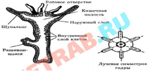 Как восстановить кракен